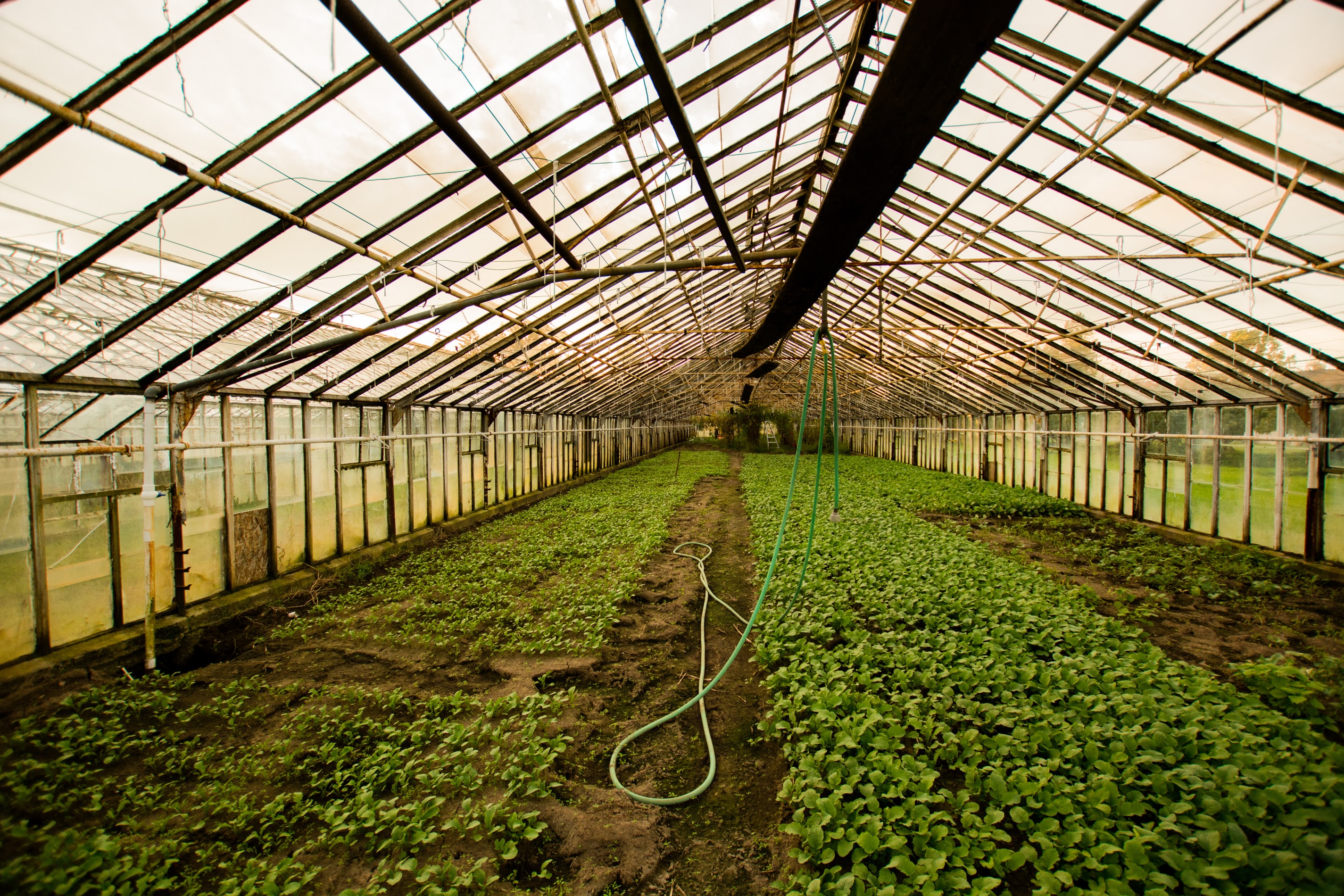 Greenhouse growing with natural pure minerals