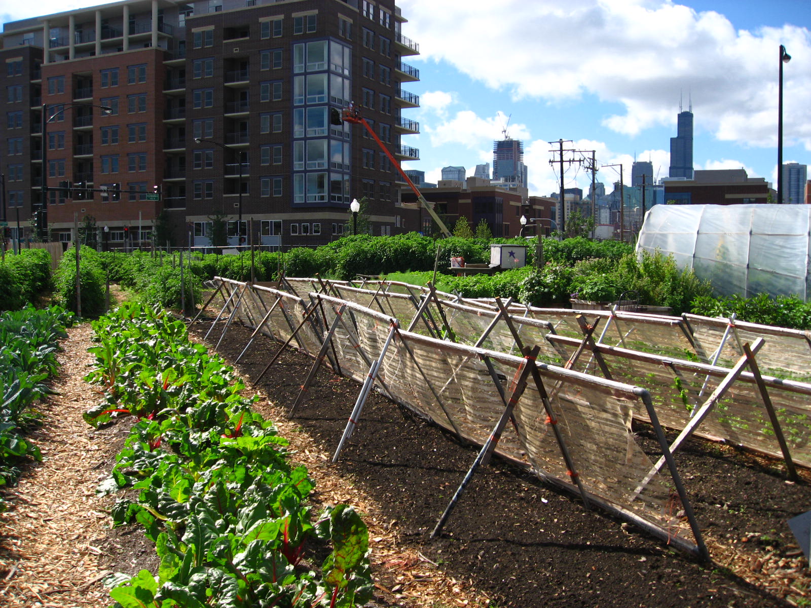 Urban rooftop farming